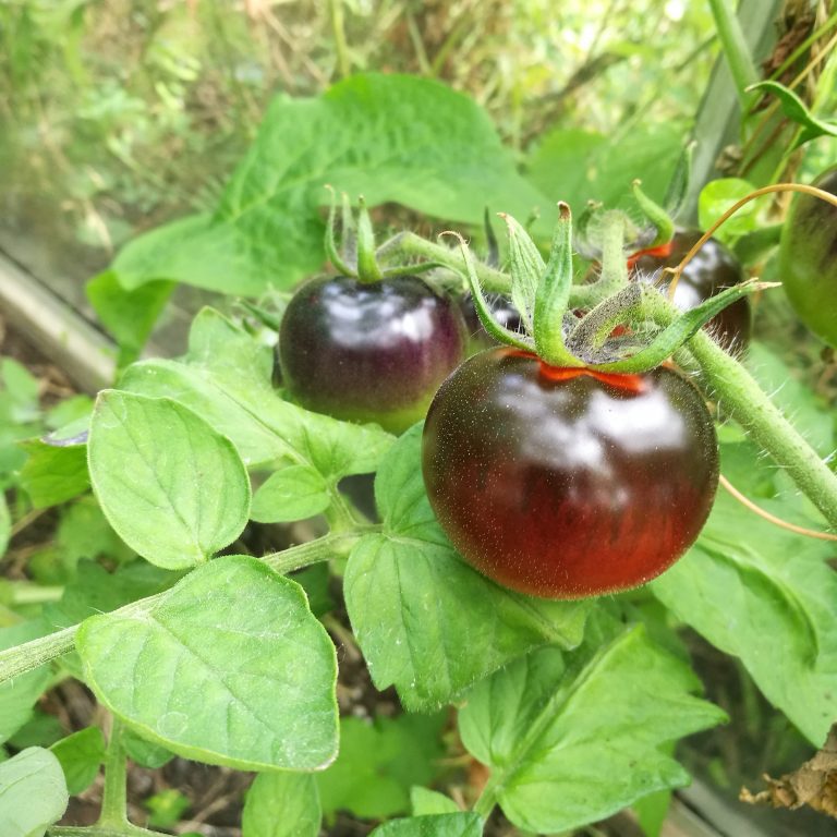 Indigo Rose: Een review van dit tomatenras.
